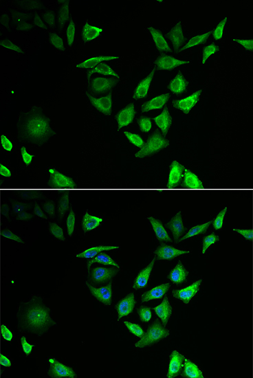 Immunofluorescence analysis of U2OS cells using NUTF2 Polyclonal Antibody