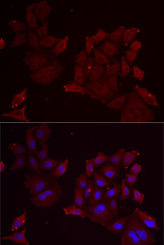 Immunofluorescence analysis of MCF7 cells using PANX1 Polyclonal Antibody