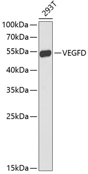 Western blot analysis of extracts of 293T cells using FIGF Polyclonal Antibody at dilution of 1:1000.