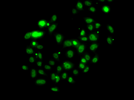 Immunofluorescence analysis of U2OS cells using PMS2 Polyclonal Antibody