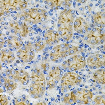 Immunohistochemistry of paraffin-embedded Mouse kidney using DEFB132 Polyclonal Antibody at dilution of  1:100 (40x lens).