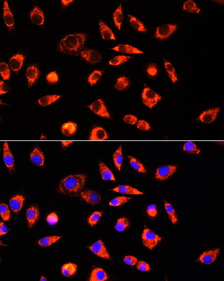 Immunofluorescence analysis of L929 cells using GCSH Polyclonal Antibody at dilution of  1:100 (40x lens). Blue: DAPI for nuclear staining.