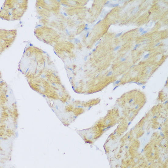 Immunohistochemistry of paraffin-embedded Rat heart using DENR Polyclonal Antibody at dilution of  1:150 (40x lens).