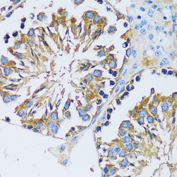 Immunohistochemistry of paraffin-embedded Mouse testis using CABP7 Polyclonal Antibody at dilution of  1:100 (40x lens).