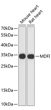 Western blot analysis of extracts of various cell lines using MDFI Polyclonal Antibody at dilution of 1:3000.