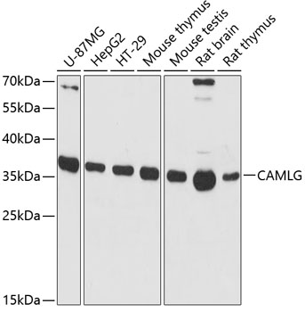 Western blot analysis of extracts of various cell lines using CAMLG Polyclonal Antibody at dilution of 1:3000.