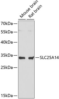 Western blot analysis of extracts of various cell lines using SLC25A14 Polyclonal Antibody at dilution of 1:3000.