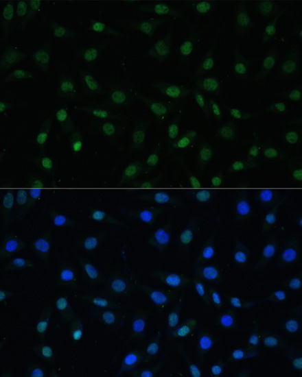 Immunofluorescence analysis of L929 cells using HSF1 Polyclonal Antibody at dilution of  1:100. Blue: DAPI for nuclear staining.