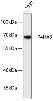 Western blot analysis of extracts of 293T cells using P4HA3 Polyclonal Antibody at dilution of 1:3000.