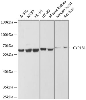 Western blot analysis of extracts of various cell lines using CYP1B1 Polyclonal Antibody at dilution of 1:1000.