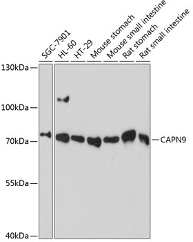 Western blot analysis of extracts of various cell lines using CAPN9 Polyclonal Antibody at dilution of 1:3000.