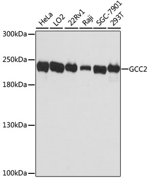 Western blot analysis of extracts of various cell lines using GCC2 Polyclonal Antibody at dilution of 1:3000.