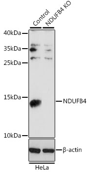 Western blot analysis of extracts from normal (control) and NDUFB4 knockout (KO) HeLa cells using NDUFB4 Polyclonal Antibody at dilution of 1:1000.