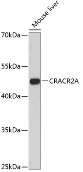 Western blot analysis of extracts of Mouse liver using CRACR2A Polyclonal Antibody at dilution of 1:3000.