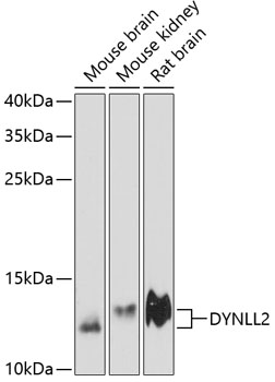 Western blot analysis of extracts of various cell lines using DYNLL2 Polyclonal Antibody at dilution of 1:3000.