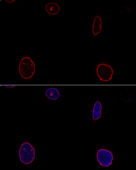 Confocal immunofluorescence analysis of U-2OS cells using EMD Polyclonal Antibody at dilution of  1:100. Blue: DAPI for nuclear staining.