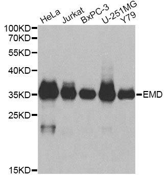 Western blot analysis of extracts of various cell lines using EMD Polyclonal Antibody at dilution of 1:1000.