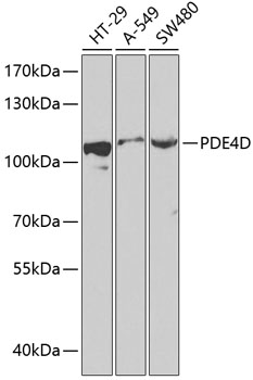 Western blot analysis of extracts of various cell lines using PDE4D Polyclonal Antibody at dilution of 1:1000.