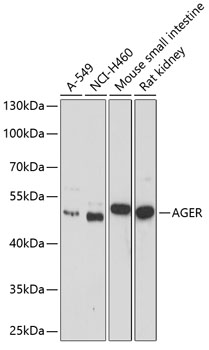 Western blot analysis of extracts of various cell lines using AGER Polyclonal Antibody at dilution of 1:1000.