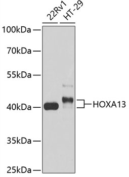 Western blot analysis of extracts of various cell lines using HOXA13 Polyclonal Antibody at dilution of 1:1000.