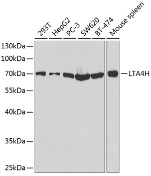 Western blot analysis of extracts of various cell lines using LTA4H Polyclonal Antibody at dilution of 1:1000.
