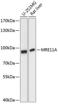 Western blot analysis of extracts of various cell lines using MRE11A Polyclonal Antibody at dilution of 1:1000.