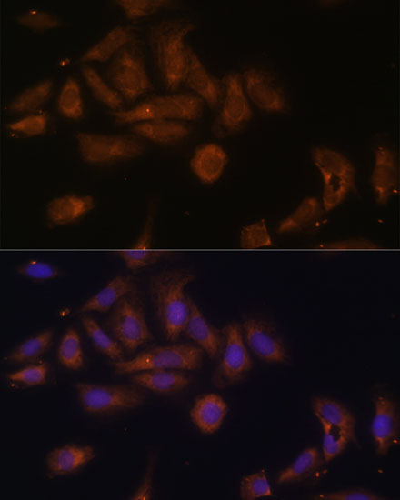 Immunofluorescence analysis of U-2 OS cells using RPL7A Polyclonal Antibody at dilution of  1:100. Blue: DAPI for nuclear staining.