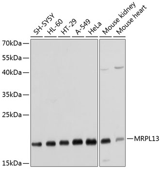 Western blot analysis of extracts of various cell lines using MRPL13 Polyclonal Antibody at dilution of 1:1000.