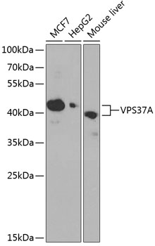 Western blot analysis of extracts of various cell lines using VPS37A Polyclonal Antibody at dilution of 1:1000.