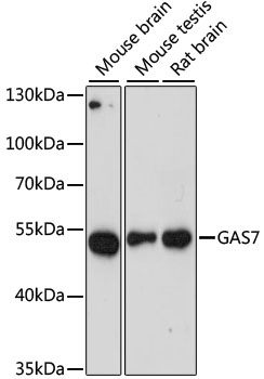 Western blot analysis of extracts of various cell lines using GAS7 Polyclonal Antibody at dilution of 1:3000.