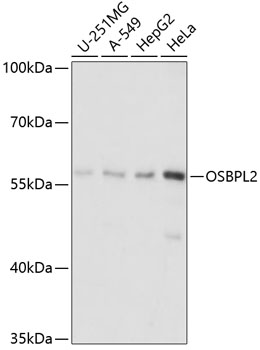 Western blot analysis of extracts of various cell lines using OSBPL2 Polyclonal Antibody at dilution of 1:1000.