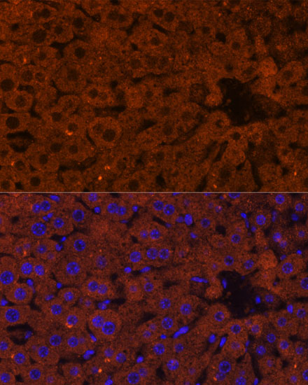 Immunofluorescence analysis of Mouse liver using HMGCS2 Polyclonal Antibody at dilution of  1:100 (40x lens). Blue: DAPI for nuclear staining.
