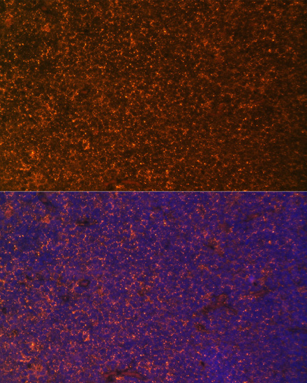 Immunofluorescence analysis of Rat breast cells using TNFRSF25 Polyclonal Antibody at dilution of  1:100. Blue: DAPI for nuclear staining.