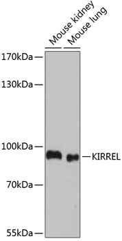 Western blot analysis of extracts of various cell lines using KIRREL Polyclonal Antibody at dilution of 1:1000.