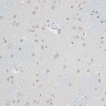 Immunohistochemistry of paraffin-embedded Rat brain using ZNF703 Polyclonal Antibody at dilution of  1:100 (40x lens).