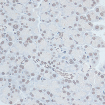 Immunohistochemistry of paraffin-embedded Rat pancreas using ZNF703 Polyclonal Antibody at dilution of  1:100 (40x lens).