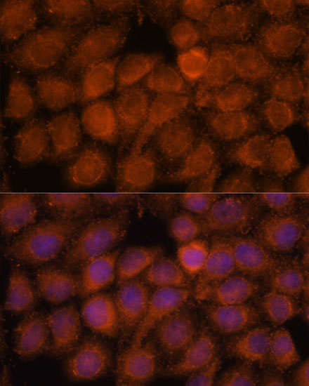 Immunofluorescence analysis of HeLa cells using NDUFAF4 Polyclonal Antibody at dilution of  1:100. Blue: DAPI for nuclear staining.