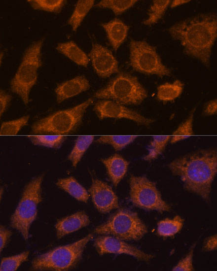 Immunofluorescence analysis of L929 cells using PREPL Polyclonal Antibody at dilution of  1:100 (40x lens). Blue: DAPI for nuclear staining.