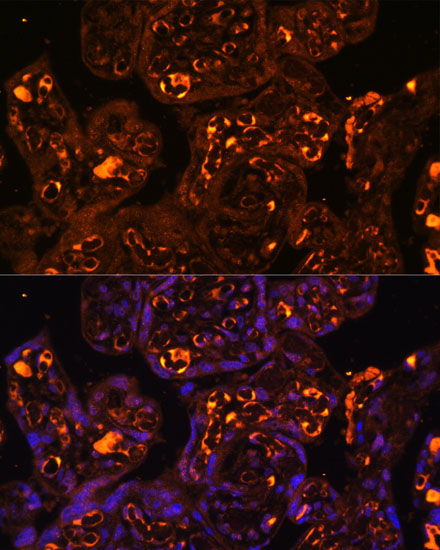 Immunofluorescence analysis of Human placenta using LAIR2 Polyclonal Antibody at dilution of  1:100. Blue: DAPI for nuclear staining.