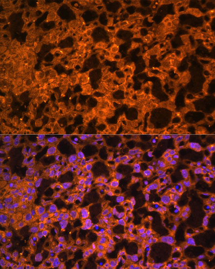Immunofluorescence analysis of Mouse placenta using LAIR2 Polyclonal Antibody at dilution of  1:100. Blue: DAPI for nuclear staining.