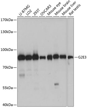 Western blot analysis of extracts of various cell lines using G2E3 Polyclonal Antibody at dilution of 1:1000.