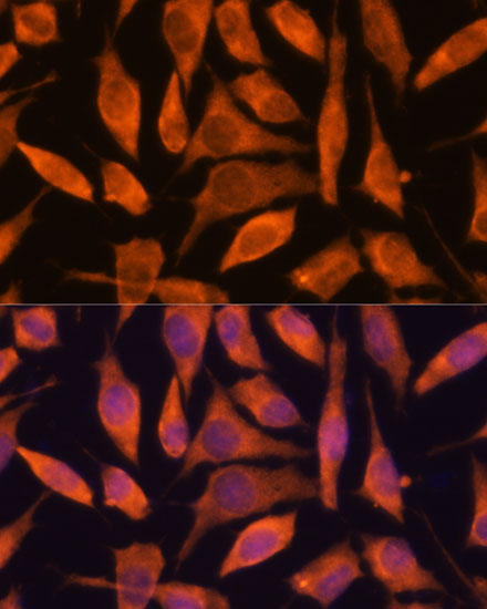 Immunofluorescence analysis of L929 cells using SCRN3 Polyclonal Antibody at dilution of  1:100. Blue: DAPI for nuclear staining.