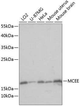 Western blot analysis of extracts of various cell lines using MCEE Polyclonal Antibody at dilution of 1:1000.