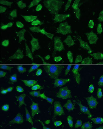 Immunofluorescence analysis of L-929 cells using SPARC Polyclonal Antibody at dilution of  1:100 (40x lens). Blue: DAPI for nuclear staining.