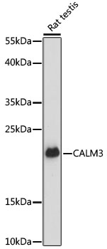 Western blot analysis of extracts of Rat testis using CALM3 Polyclonal Antibody at dilution of 1:3000.