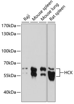 Western blot analysis of extracts of various cell lines using HCK Polyclonal Antibody at dilution of 1:1000.