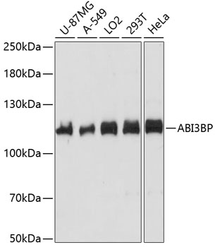 Western blot analysis of extracts of various cell lines using ABI3BP Polyclonal Antibody at dilution of 1:1000.