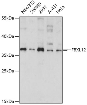 Western blot analysis of extracts of various cell lines using FBXL12 Polyclonal Antibody at dilution of 1:1000.