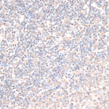 Immunohistochemistry of paraffin-embedded Rat spleen using HMGN1 Polyclonal Antibody at dilution of  1:100 (40x lens).