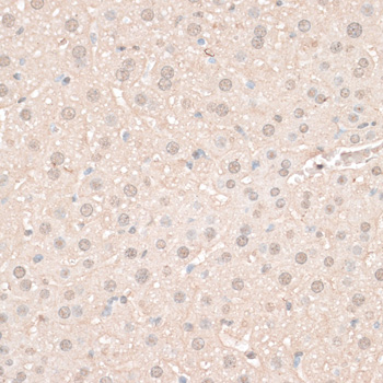 Immunohistochemistry of paraffin-embedded Mouse liver using HMGN1 Polyclonal Antibody at dilution of  1:100 (40x lens).